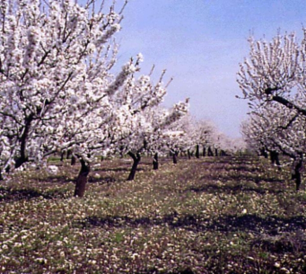 Puglia/  Mandorli in fiore a gennaio. Coldiretti: Assurdo!