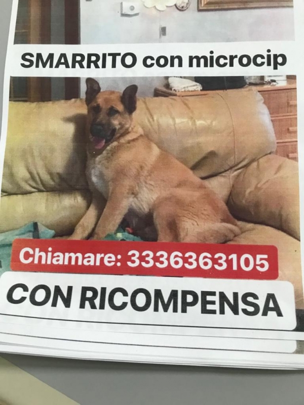 Vieste/ Smarrito REX ricompensa a chi lo ritrova