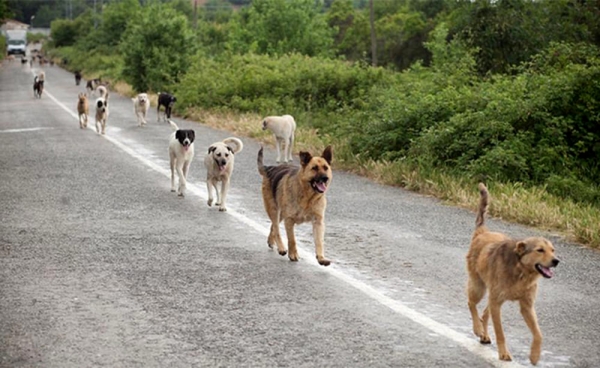 Zero cani in canile: premiato in Umbria come buona pratica di lotta al randagismo per l'Italia