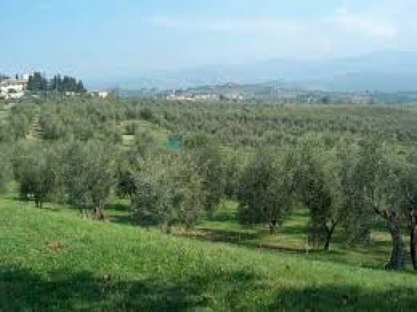 Puglia/ 52mila olivicoltori firmano il contratto di rete