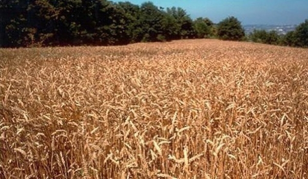 Foggia/ Nasce la Città della Ricerca per l’Agricoltura. Una nuova stazione scientifica allestita dall’Università di Foggia.